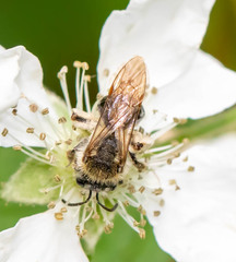 Andrena rugosa