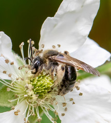 Andrena rugosa