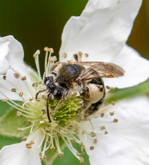 Andrena rugosa