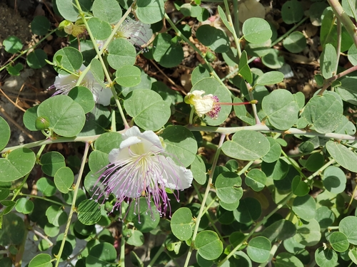 Image of Capparis zoharyi by (c) Mehdi Chetibi, some rights reserved (CC BY)