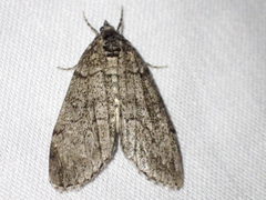 Smyriodes trigramma