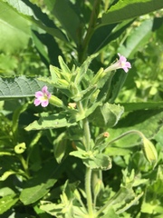 Erythranthe parishii