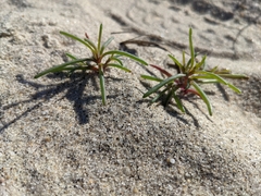 Plantago arenaria