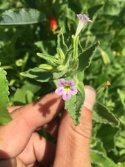 Erythranthe parishii