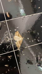 Hypena proboscidalis