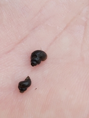 Bithynia leachii