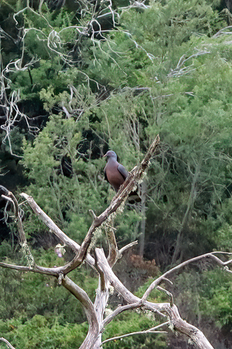 Paloma turqué (Columba bollii)