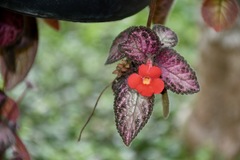 Episcia cupreata