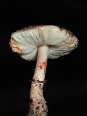Lepiota haemorrhagica