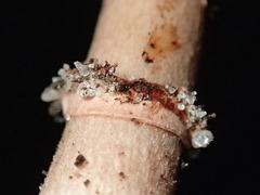 Lepiota haemorrhagica