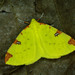 Brimstone Moth - Photo (c) Michał Brzeziński, some rights reserved (CC BY-NC), uploaded by Michał Brzeziński