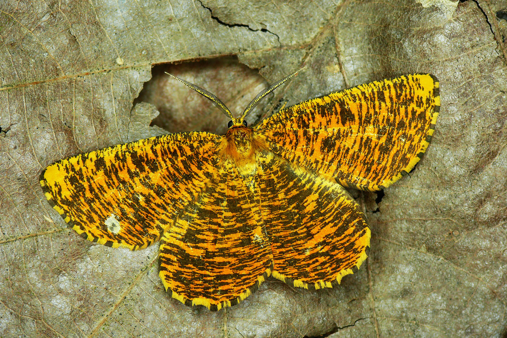 Orange Moth