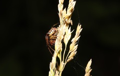 Araneus ejusmodi