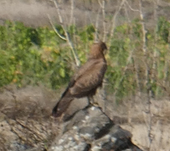 Buteo rufinus