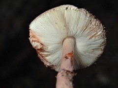 Lepiota haemorrhagica