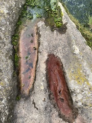 Haematococcus lacustris