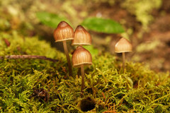 Mycena subgalericulata