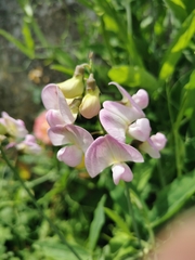 Lathyrus odoratus