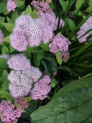 Spiraea