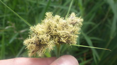 Bolboschoenus maritimus maritimus