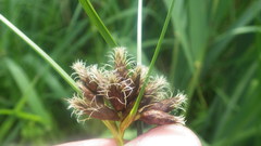 Bolboschoenus maritimus maritimus