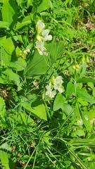 Lathyrus pallescens