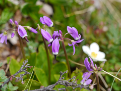 Primula frigida