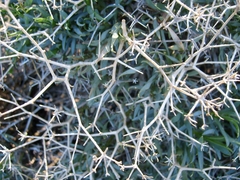 Bupleurum spinosum