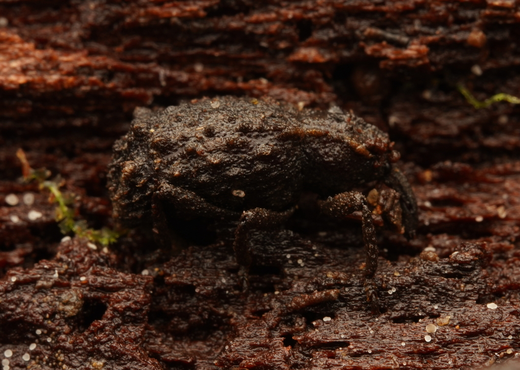 Dinichus