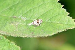 Dentatissus damnosus