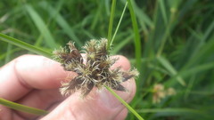Bolboschoenus maritimus maritimus