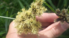 Bolboschoenus maritimus maritimus