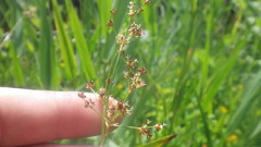 Juncus acutiflorus