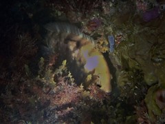 Notolabrus parilus