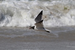 Leucophaeus atricilla megalopterus