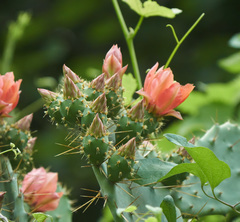 Opuntia elatior
