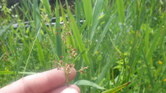 Juncus acutiflorus