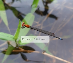 Pseudagrion sjoestedti