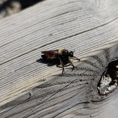Laphria flava