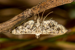 Nausinoe geometralis