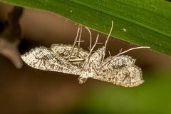 Nausinoe geometralis