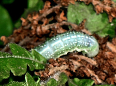 Lithophane antennata