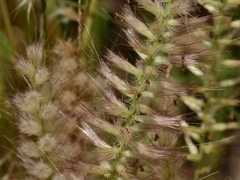 Cenchrus pedicellatus