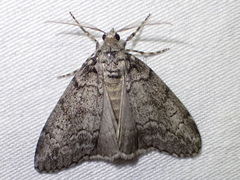 Smyriodes trigramma