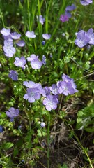 Nemophila phacelioides