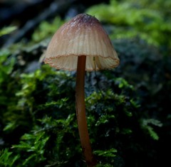 Mycena mariae