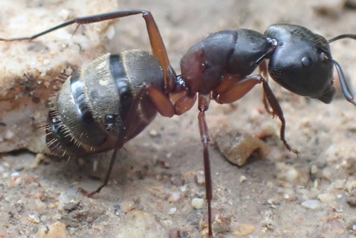 Ferruginous Carpenter Ant