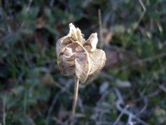 Fritillaria oranensis
