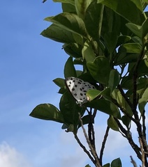 Tajuria maculata