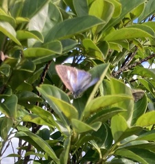 Tajuria maculata